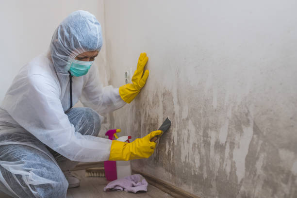 Best Professional Mold Removal  in Elmont, NY
