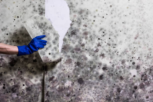 Best Emergency Mold Removal  in Elmont, NY