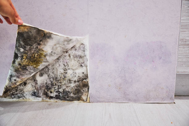 Office Mold Removal Services in Elmont, NY